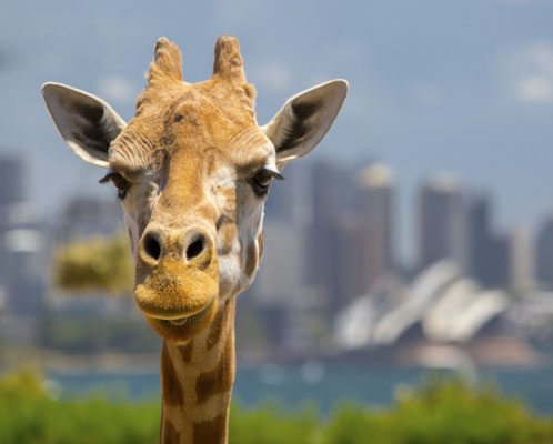 Taronga Zoo